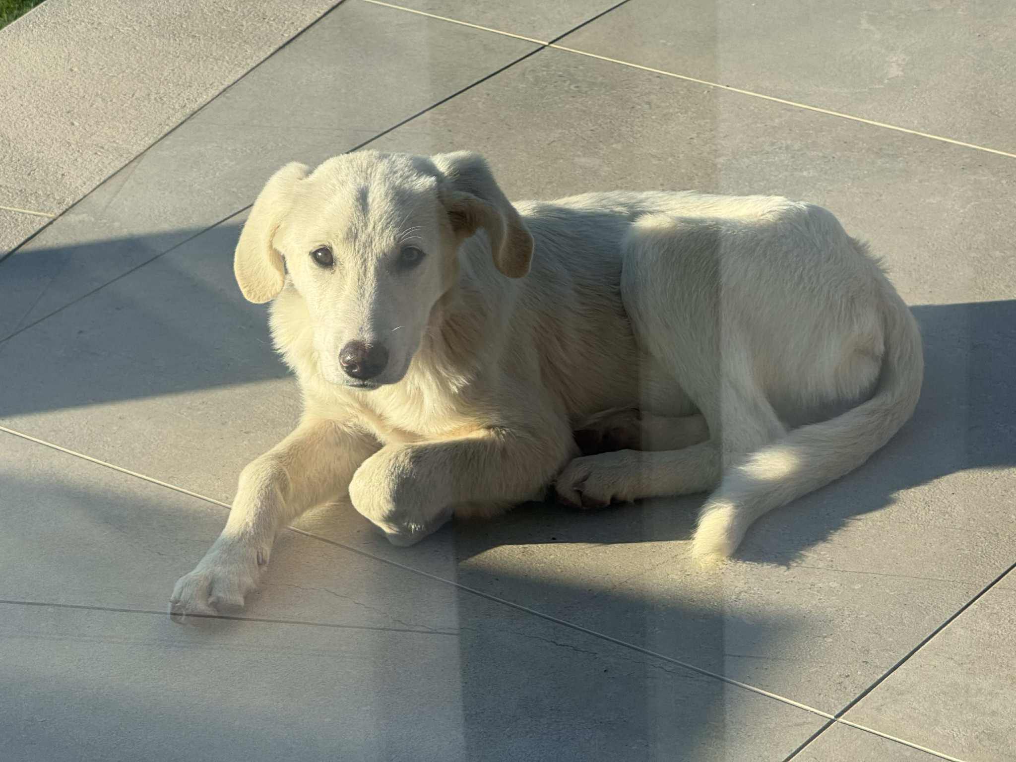 Zelia Zorro Dogsavior Jan26 6