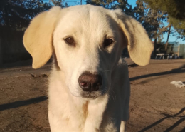 Zelia Zorro Dogsavior Jan26 Beitragsbild