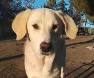 Zelia Zorro Dogsavior Jan26 Beitragsbild