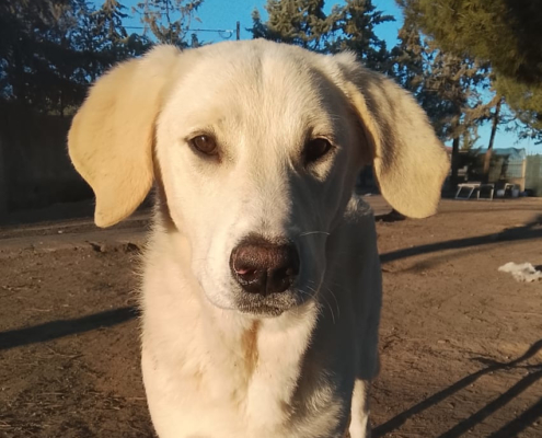 Zelia Zorro Dogsavior Jan26 Beitragsbild