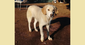 Zelia Zorro Dogsavior Jan26 Social Media