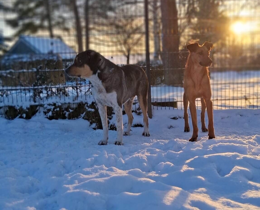 Carlo und Candy auf dem Zorro-Hof in Aerzen: Werden Sie Hofpate