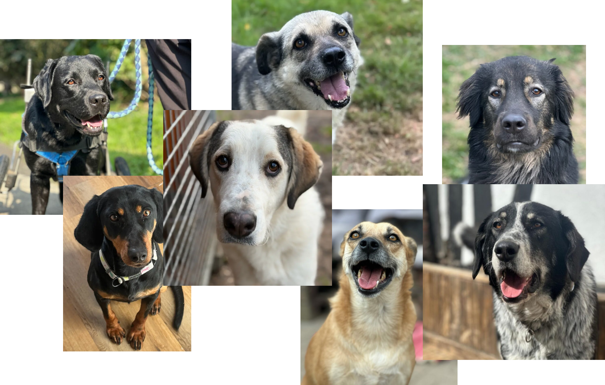 Hunde, die ein Zuhause suchen Viele unserer Hunde suchen ein Zuhause