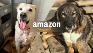 Amazon Wunschliste