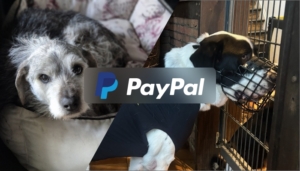 Spenden über PayPal