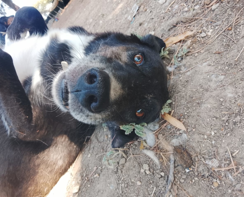 Hector Zorro Dogsavior Aug26 1