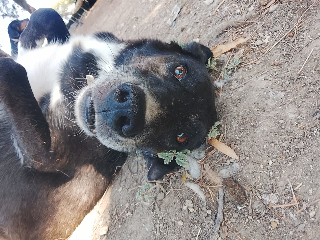 Hector Zorro Dogsavior Aug26 1