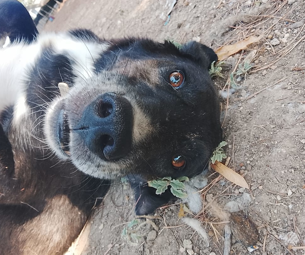 Hector Zorro Dogsavior Aug26 1 Beitragsbild