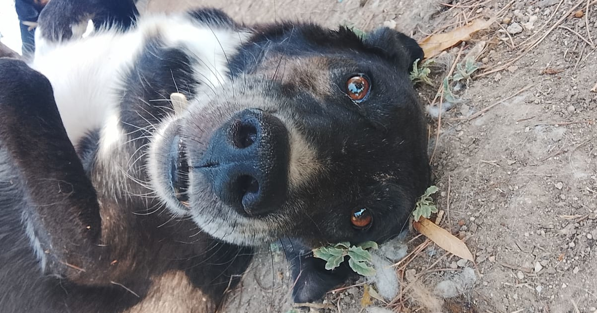 Hector Zorro Dogsavior Aug26 1 Social Media
