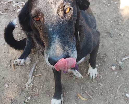 Hector Zorro Dogsavior Aug26 2