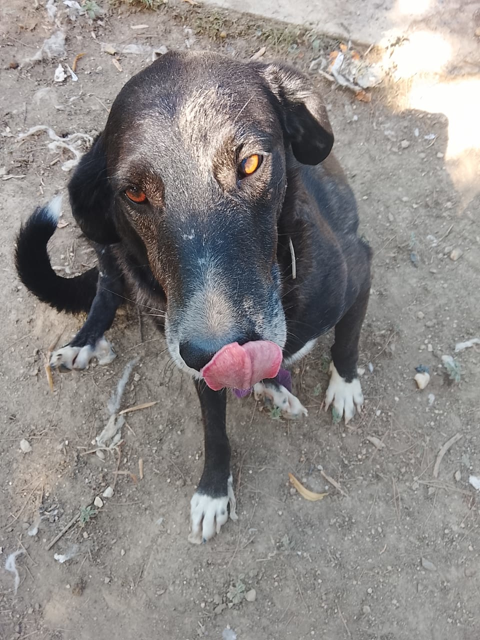 Hector Zorro Dogsavior Aug26 2
