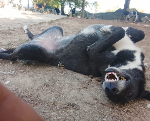 Hector Zorro Dogsavior Aug26 3