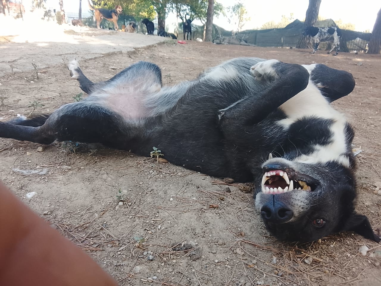 Hector Zorro Dogsavior Aug26 3