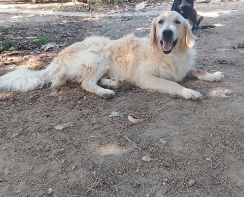 Iro Zorro Dogsavior Aug26 1