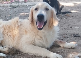 Iro Zorro Dogsavior Aug26 1 Beitragsbild