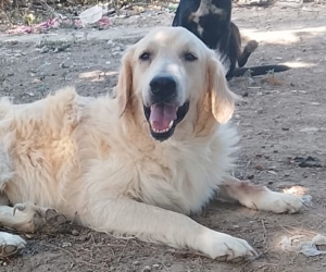 Iro Zorro Dogsavior Aug26 1 Beitragsbild