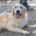 Iro Zorro Dogsavior Aug26 1 Beitragsbild