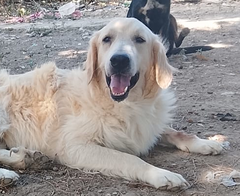 Iro Zorro Dogsavior Aug26 1 Beitragsbild