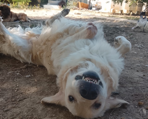 Iro Zorro Dogsavior Aug26 3