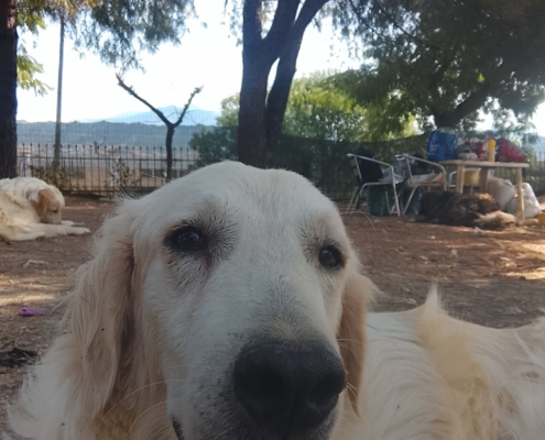 Iro Zorro Dogsavior Aug26 4