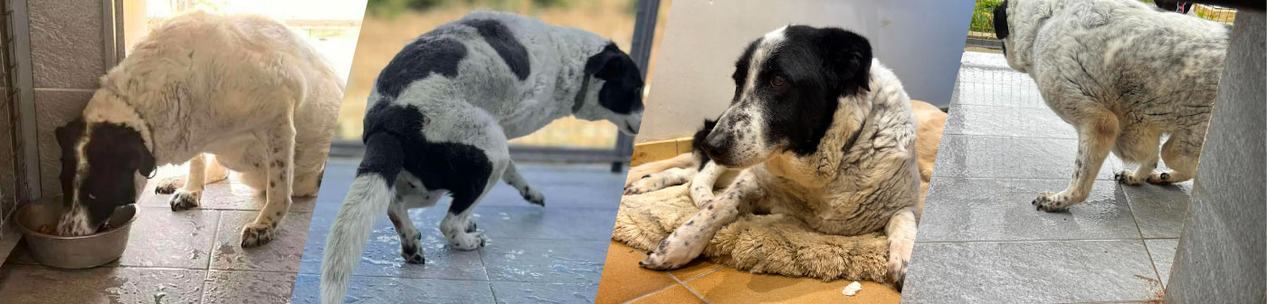 Maria benötigt eine lebensnotwenidge Operation!