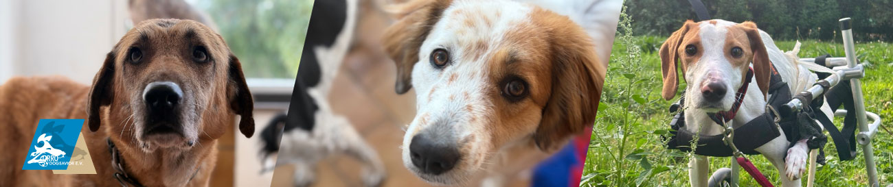 Foto von 3 Hunden die mit großen Augen in die Kamera schauen