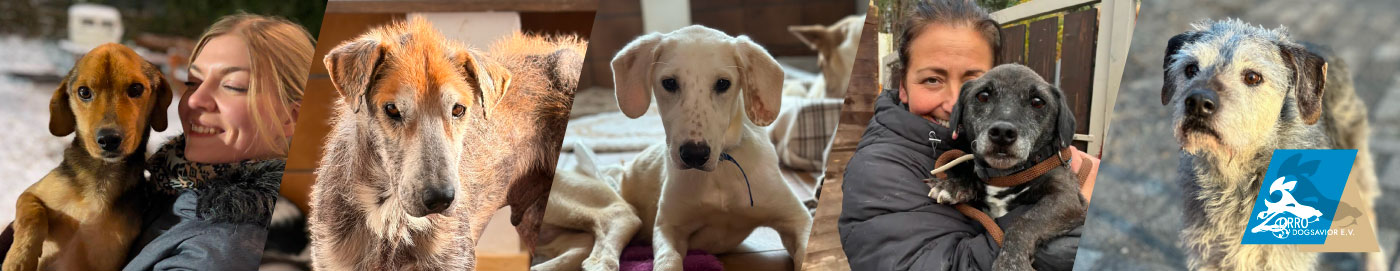 Bilder von Hunden, die einen Paten suchen. Übernehmen Sie jetzt eine Tierpatenschaft.