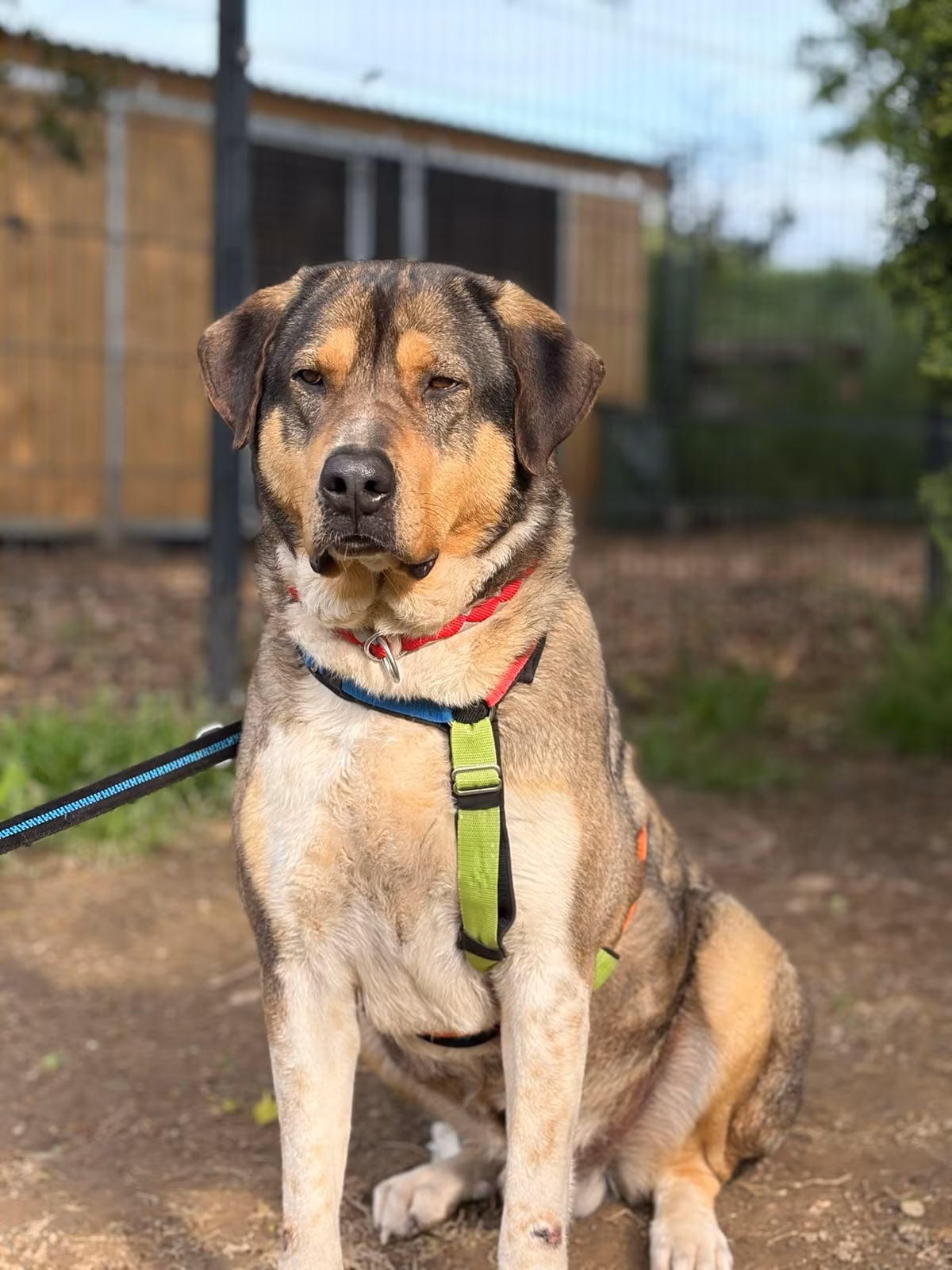 Carlo Zorro Dogsavior Jun26 2