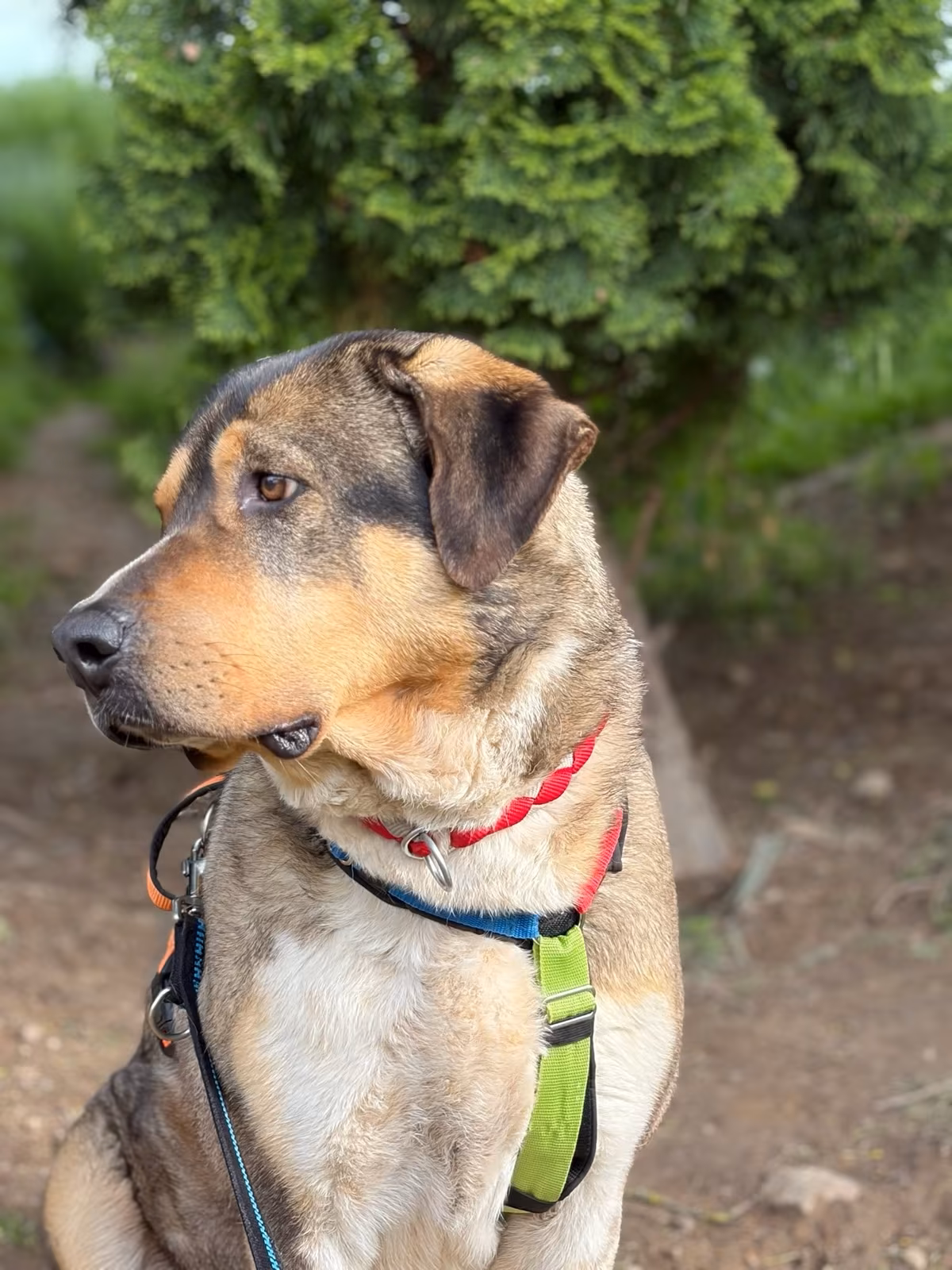 Carlo Zorro Dogsavior Jun26 3