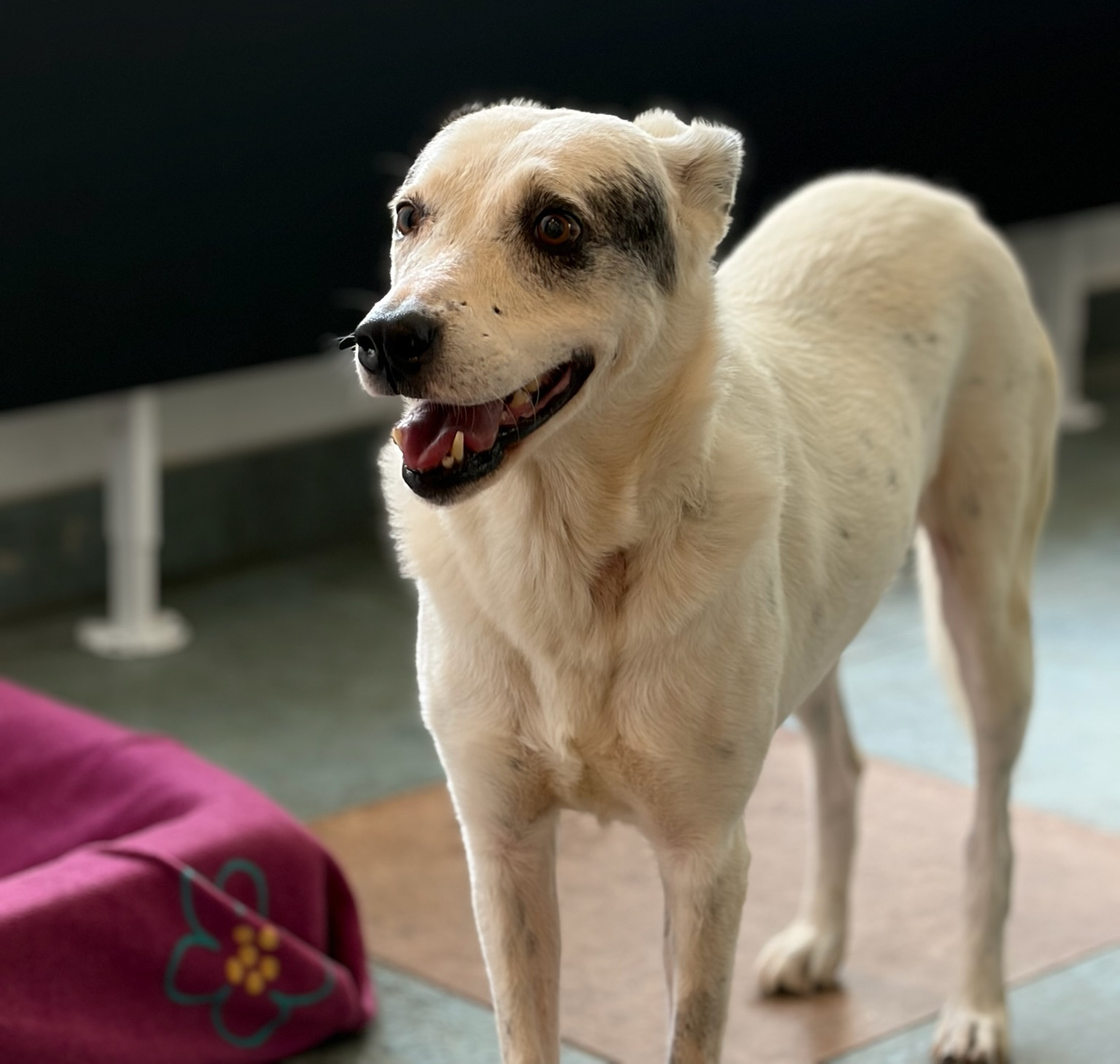 Farina Zorro Dogsavior Okt26 2