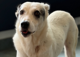 Farina Zorro Dogsavior Okt26 Beitragsbild