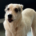 Farina Zorro Dogsavior Okt26 Beitragsbild