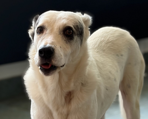 Farina Zorro Dogsavior Okt26 Beitragsbild