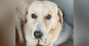 Hund Johnson, auch bekannt als Jonny blickt sanft in die Kamera