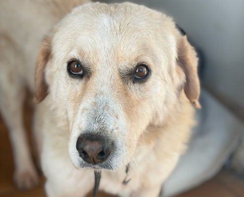 Hund Johnson, auch bekannt als Jonny blickt sanft in die Kamera