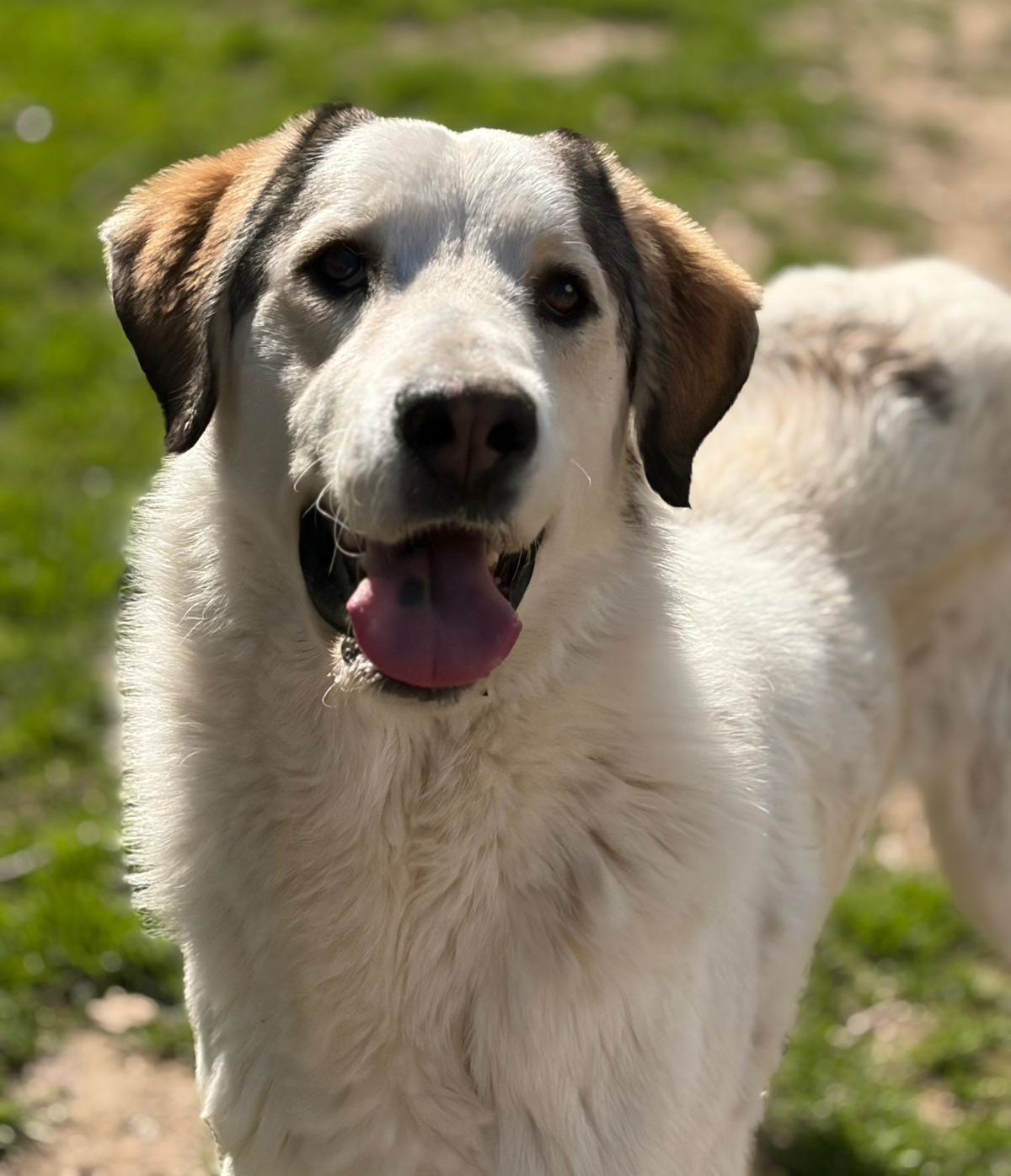 Nahaufnahme eines Hundes namens Leopold, lächelt in die Kamera