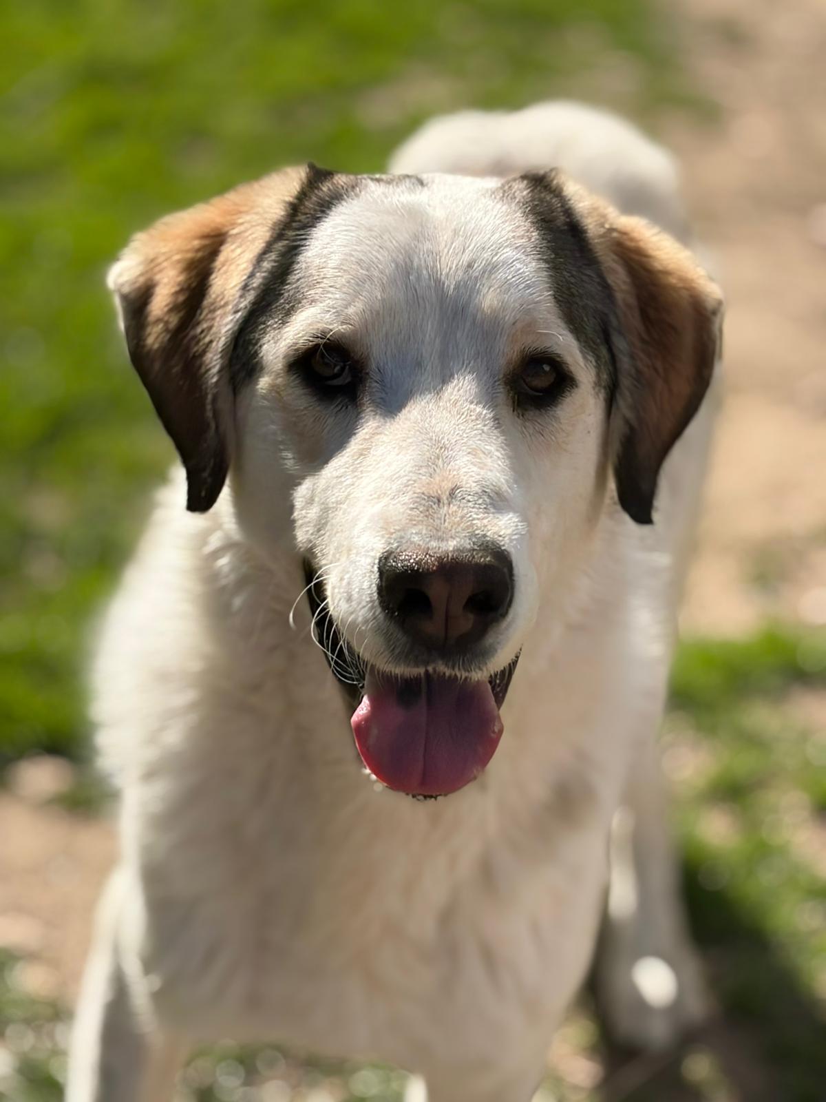 Nahaufnahme eines Hundes namens Leopold, lächelt in die Kamera