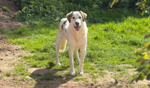 Der große weiße Hund namens Leopold, ein Herdenschutzhund-Mischling steht auf einem Hang und lächelt in die Kamera
