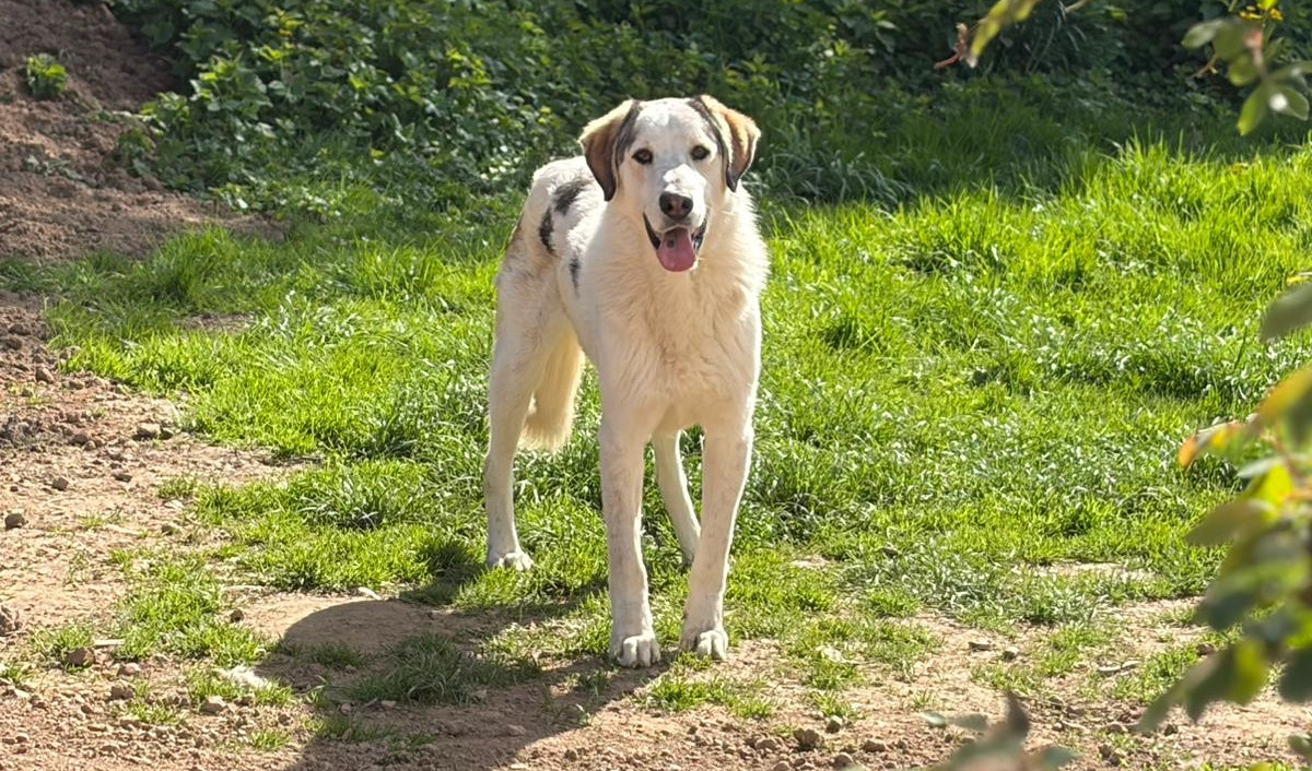 Der große weiße Hund namens Leopold, ein Herdenschutzhund-Mischling steht auf einem Hang und lächelt in die Kamera