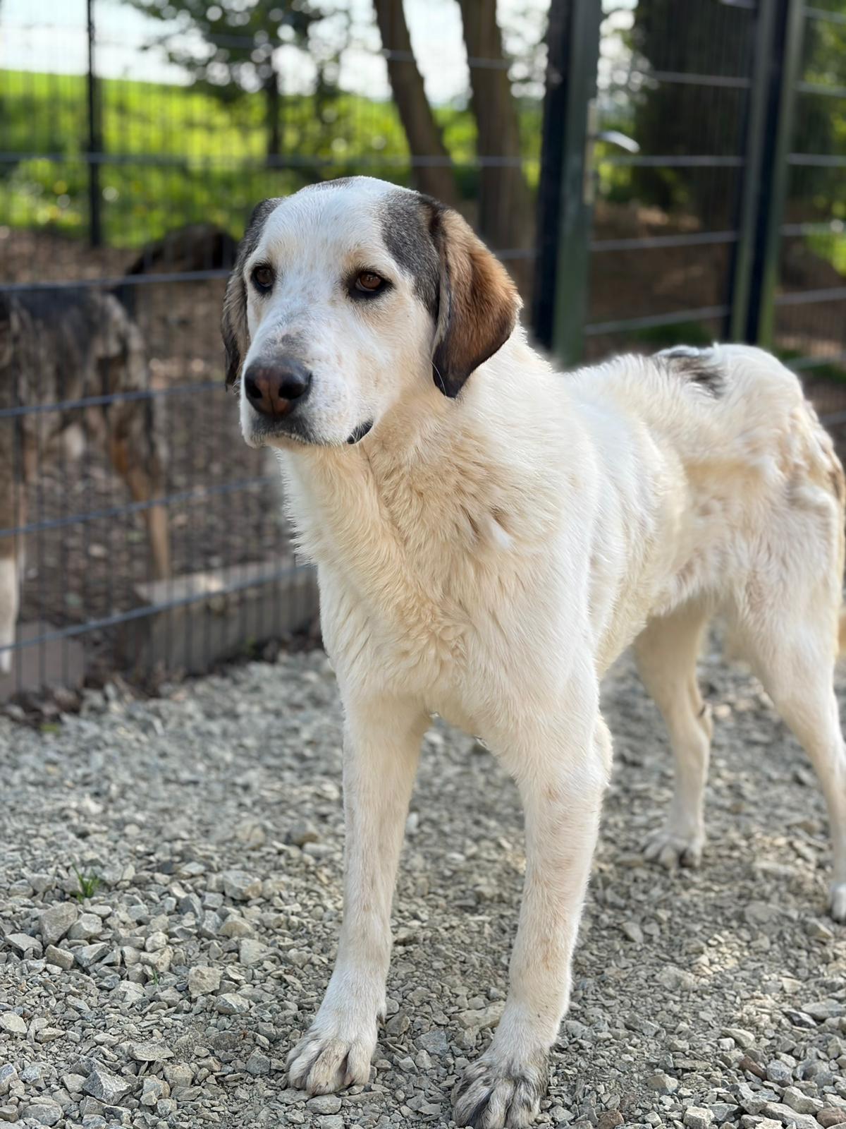 Der große weiße Hund namens Leopold, ein Herdenschutzhund-Mischling steht auf einem Hang und lächelt in die Kamera