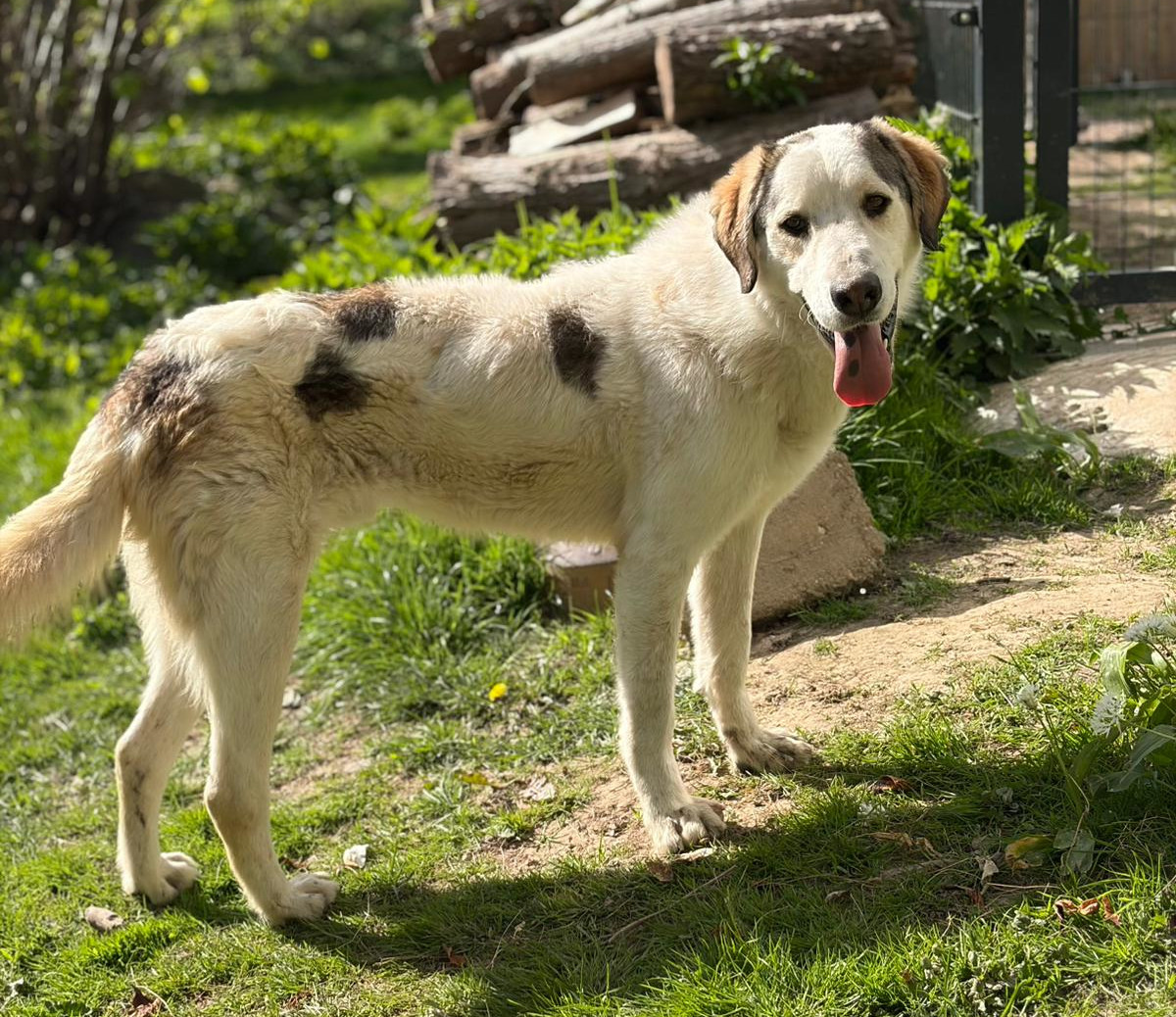 Der große weiße Hund namens Leopold, ein Herdenschutzhund-Mischling steht auf einem Hang und lächelt in die Kamera