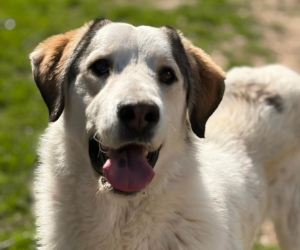 Nahaufnahme eines Hundes namens Leopold, lächelt in die Kamera