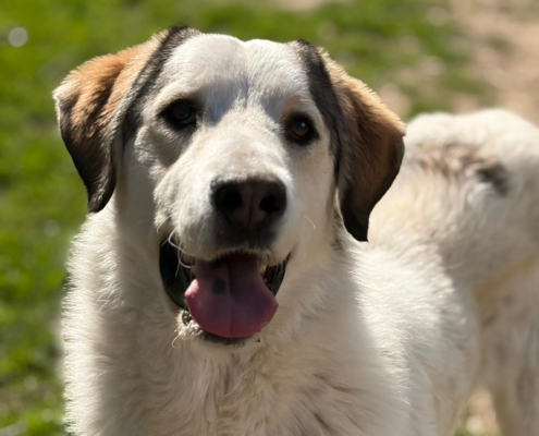 Nahaufnahme eines Hundes namens Leopold, lächelt in die Kamera