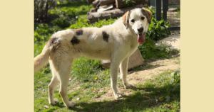 Der große weiße Hund namens Leopold, ein Herdenschutzhund-Mischling steht auf einem Hang und lächelt in die Kamera