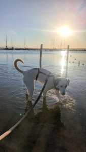 Schubi Zorro Dogsavior Jun26 1