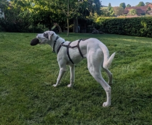 Schubi Zorro Dogsavior Jun26 3