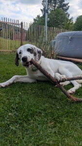 Schubi Zorro Dogsavior Jun26 4