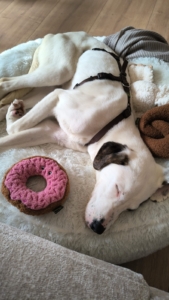 Schubi Zorro Dogsavior Jun26 5