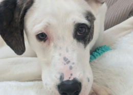 Schubi Zorro Dogsavior Jun26 Beitragsbild