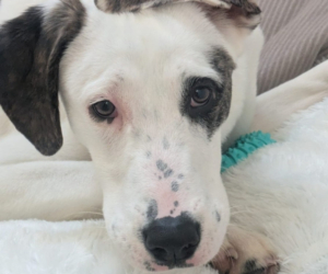 Schubi Zorro Dogsavior Jun26 Beitragsbild